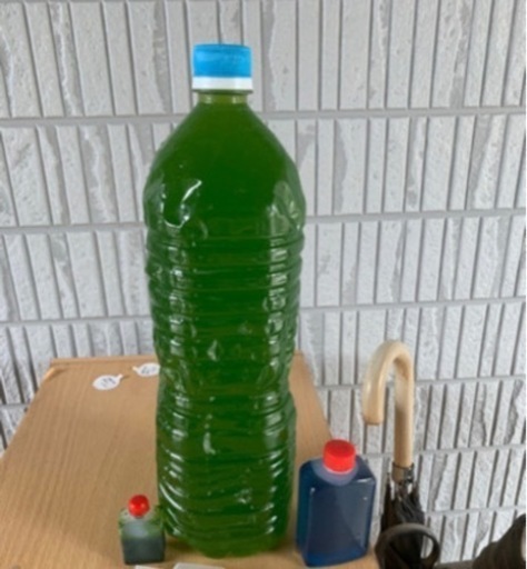 メダカ稚魚及びミジンコ用飼育水