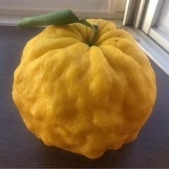 獅子柚子　鬼柚子　お正月飾りに！