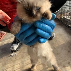 【3】やさしい性格の上品なラグドール風な毛並みの子猫さん【里親候...