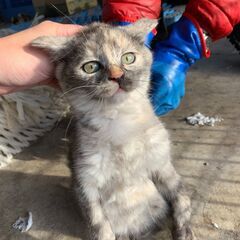 【4】元気いっぱい！やんちゃなサビ毛の子猫さん【里親候補者様あり】 - 弘前市