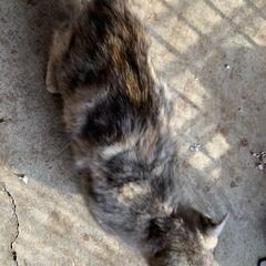 【4】元気いっぱい！やんちゃなサビ毛の子猫さん【里親候補者様あり】 − 青森県