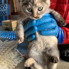 【4】元気いっぱい！やんちゃなサビ毛の子猫さん【里親候補者様あり】