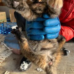 【5】ワンパクな性格のサビ毛のむっちり子猫さん【里親候補者さま有】 - 弘前市