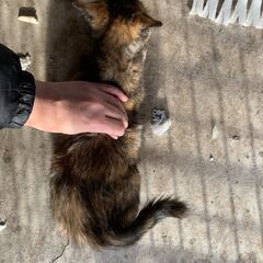 【5】ワンパクな性格のサビ毛のむっちり子猫さん【里親候補者さま有】 − 青森県