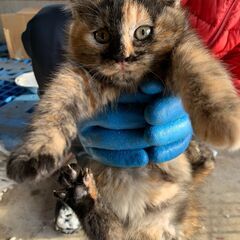 【5】ワンパクな性格のサビ毛のむっちり子猫さん【里親候補者さま有】