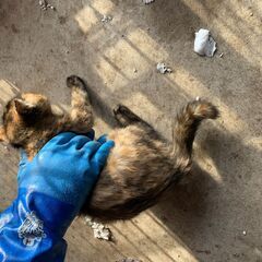 【5】ワンパクな性格のサビ毛のむっちり子猫さん【里親候補者さま有】 - 猫