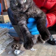 【6】やさしい性格のむっちり黒毛の子猫さん