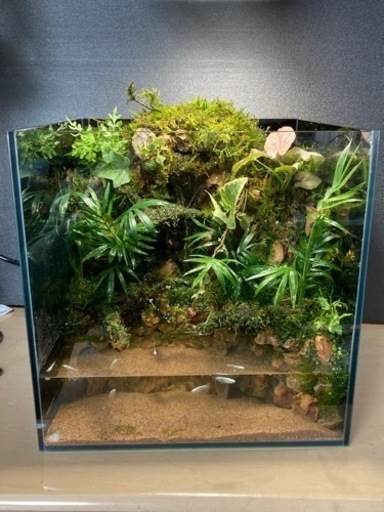 ★カエル・メダカ飼育にオススメ！！コケリウム・テラリウム完成品★