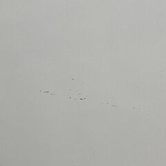 管理番号JTH-25 中古　動作確認済み　2ドア冷蔵庫 Haier　ハイアール　JR-N130A　130リットル　右開きの画像