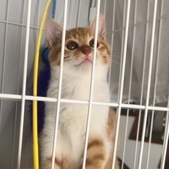 2023猫カレンダーのオファーが来てます　里親様決まりました