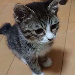 エイズ白血病キャリア子猫5ヶ月