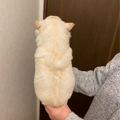 チワワスムースの女の子の里親募集 − 岐阜県