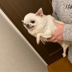 チワワスムースの女の子の里親募集 - 多治見市