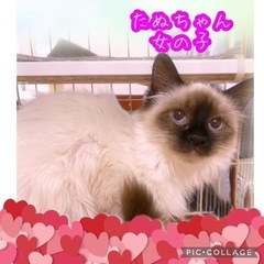 シャム系ブルーアイの長毛ちゃん