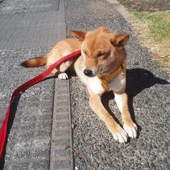 柴犬探しています