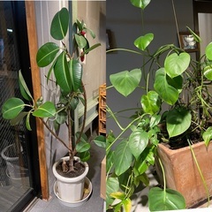 🪴🪴【至急】観葉植物たちの引き取り手を探しています🪴🪴の画像