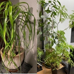🪴🪴【至急】観葉植物たちの引き取り手を探しています🪴🪴の画像