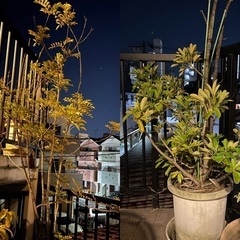 🪴🪴【至急】観葉植物たちの引き取り手を探しています🪴🪴の画像