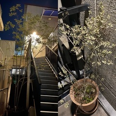 🪴🪴【至急】観葉植物たちの引き取り手を探しています🪴🪴