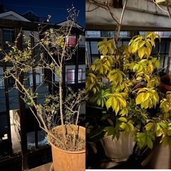 🪴🪴【至急】観葉植物たちの引き取り手を探しています🪴🪴の画像