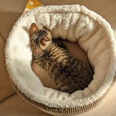 [里親さん決まりました]かぎしっぽのキジトラ − 山口県