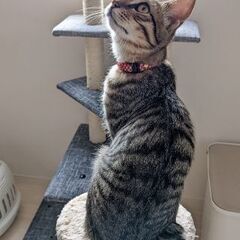 [里親さん決まりました]かぎしっぽのキジトラ - 猫