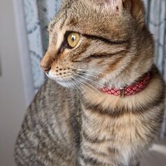 [里親さん決まりました]かぎしっぽのキジトラ - 宇部市