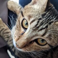 [里親さん決まりました]かぎしっぽのキジトラの画像