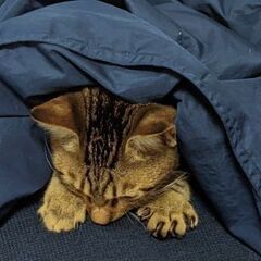 [里親さん決まりました]かぎしっぽのキジトラ - 里親募集