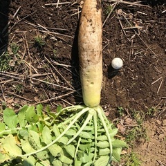 歳末助け合い。完全無農薬　葉付き大根の画像