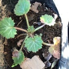 珍しい山野草　ユキノシタ　苗の画像