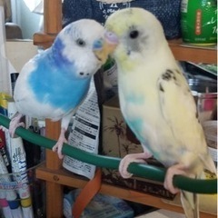 セキセイインコ　迷子