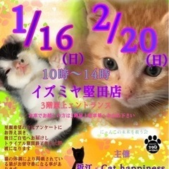 保護猫の譲渡会　1/16(日) 2/20(日)