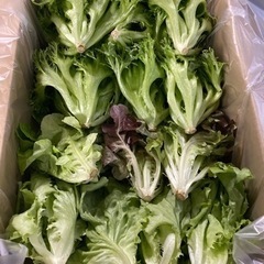 【正社員】野菜工場で働いてみませんか？😊の画像