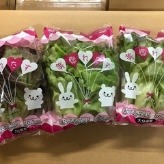 【正社員】野菜工場で働いてみませんか？😊の画像