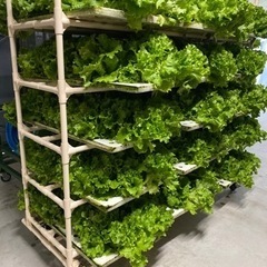 【正社員】野菜工場で働いてみませんか？😊の画像