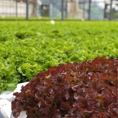 【正社員】野菜工場で働いてみませんか？😊の画像
