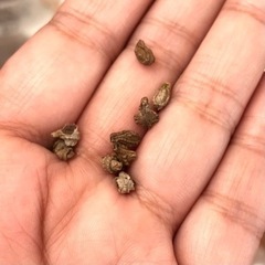 フウセンカズラの種子　いっぱいの画像