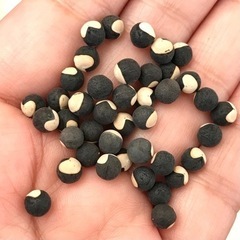 フウセンカズラの種子　いっぱいの画像