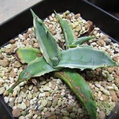 処分品 レア アガベ agave subsimplex vari...