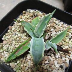 処分品 レア アガベ agave subsimplex variegata 覆輪 サブシンプレックス錦 年内引き取りのみの画像