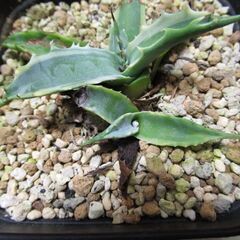 処分品 レア アガベ agave subsimplex variegata 覆輪 サブシンプレックス錦 年内引き取りのみの画像