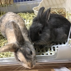 うさぎ　半歳　二匹　