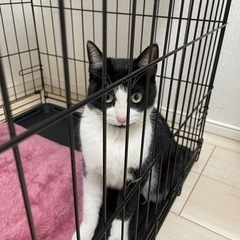 この子を家猫さんにしてください。居場所をもうすぐ追い出されてしま...