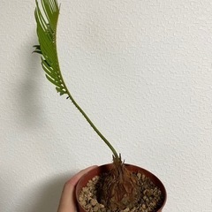 ソテツ　抜き芽（直接受け取りの場合、鉢植え付き）