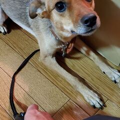 里親募集になります【里親決まりました】