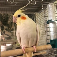 逃げたオカメインコを探してください！