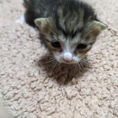 里親募集　子猫　生後１0日ほど