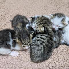 里親募集　子猫　生後１０日ほど