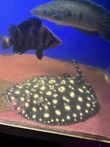 ダイヤモンドポルカ　メス